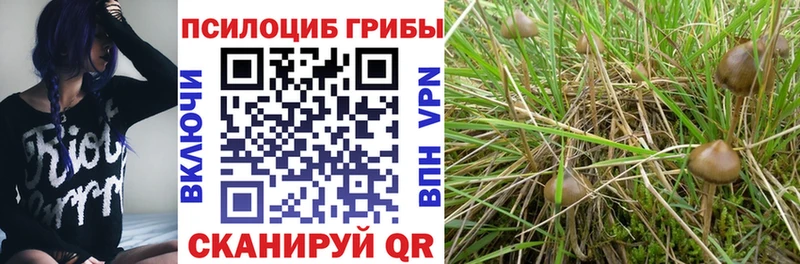 Галлюциногенные грибы Psilocybine cubensis  Осинники 